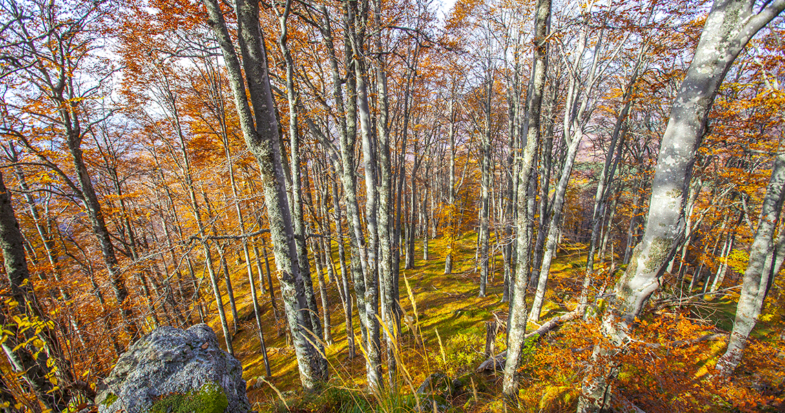 Autumn on Stara planina 15